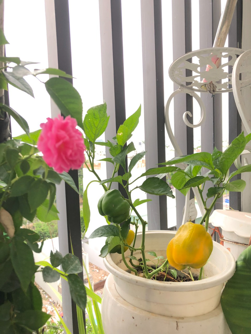 Cho Thuê Căn Hộ 1PN Feliz En Vista FEV1458 - ảnh nhỏ 2